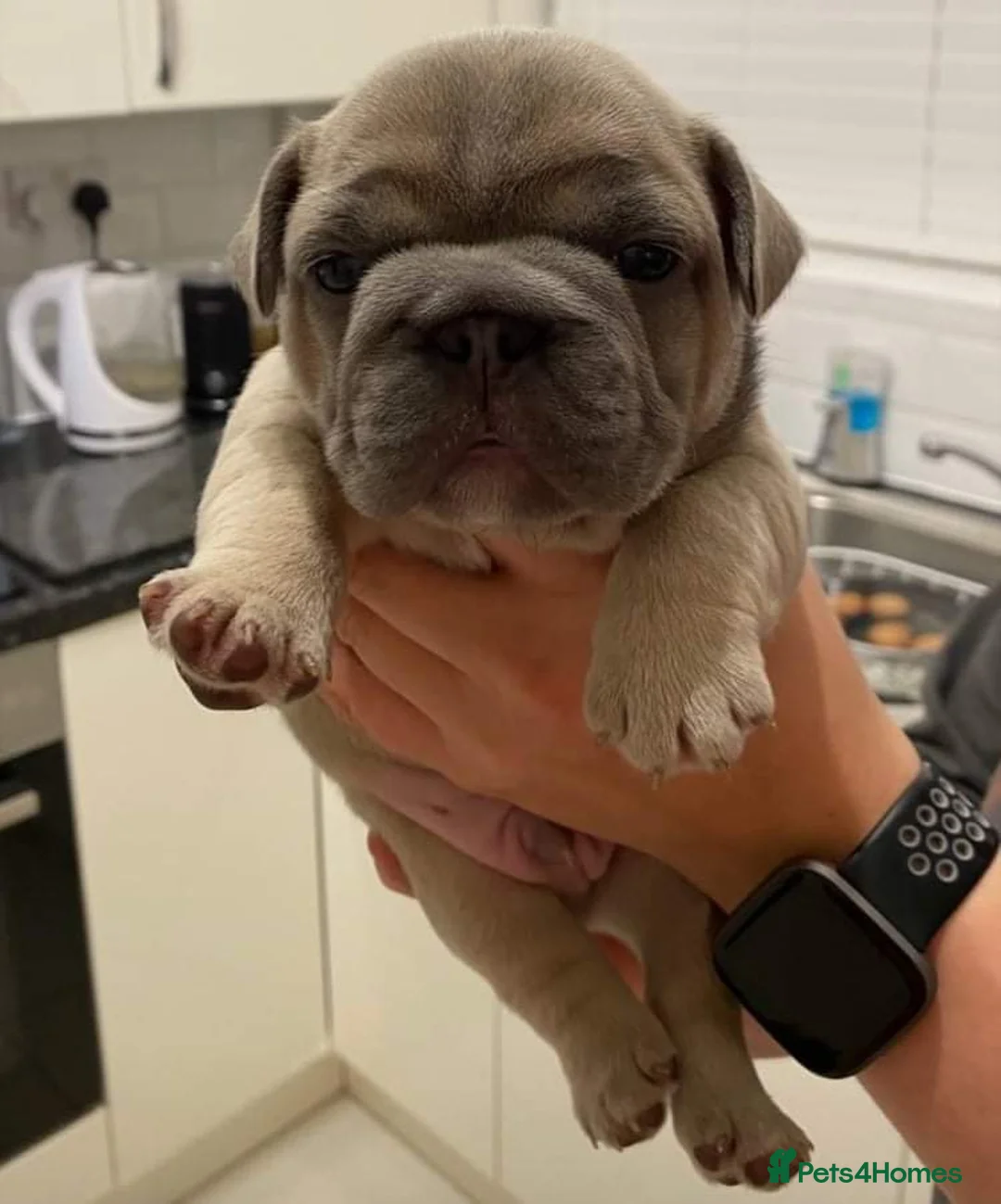 French Bulldog dogs for stud: Mayan, Rfg, bva, Silver health tested Lilac tan in Sheffield - Advert 29