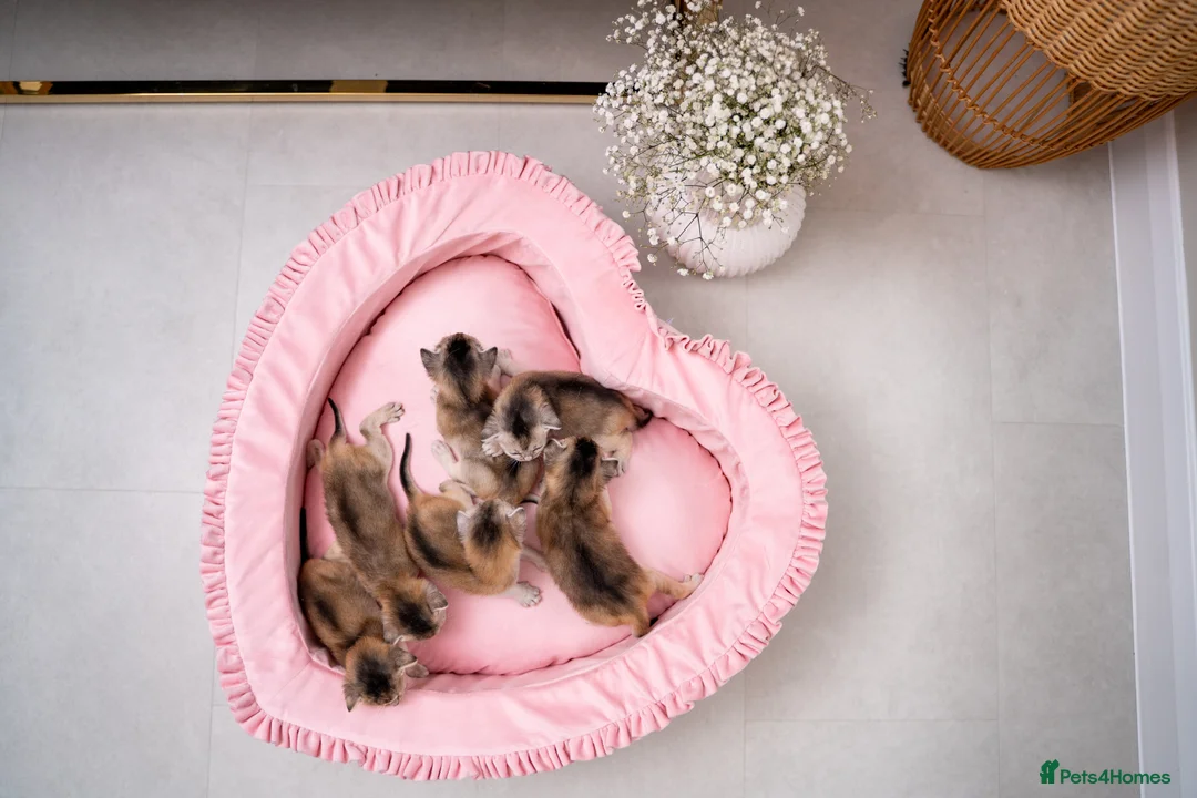 Abyssinian cats for sale: Exceptional Pedigree 6 Abyssinians-Super Friendly - Advert 10