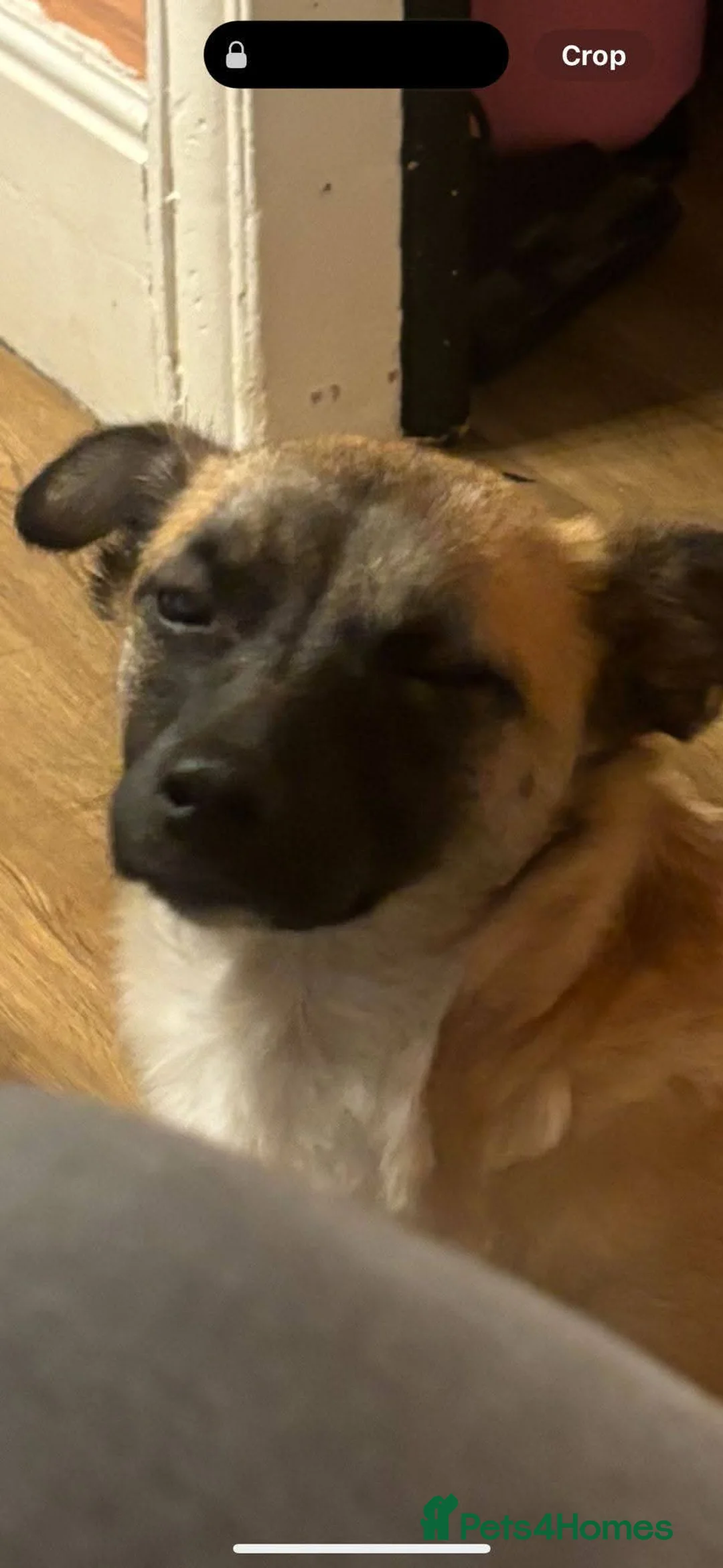 Mixed Breed dogs for adoption: Meet Foxy, currently residing in Barnsley  - Advert 7