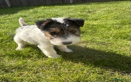 Fox Terrier dogs for sale: Fox Terrier puppies for sale - 07704995261 - Image 24