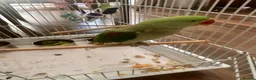 Conures birds for sale: Alexandrine Parakeet male Parrot 21 months old  - Advert 2