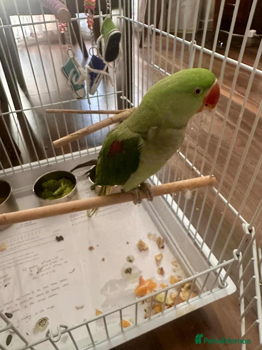Conures birds for sale: Alexandrine Parakeet male Parrot 21 months old  - Advert 2