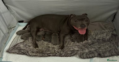 Staffordshire Bull Terrier dogs Blue Staffordshire Bull Terrier puppies for sale - Advert 6