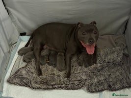 Staffordshire Bull Terrier dogs Blue Staffordshire Bull Terrier puppies for sale - Advert 8