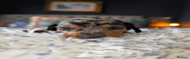 Silver Dapple