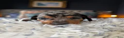 Dachshund dogs for sale: LET DOWN ON LAST PUPPY DACHSHUND  - Advert 23