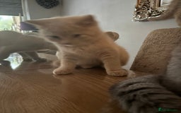 British Shorthair cats for sale: Stunning GCCF cream boy, 1  Blue, 1 tortie  - Image 1