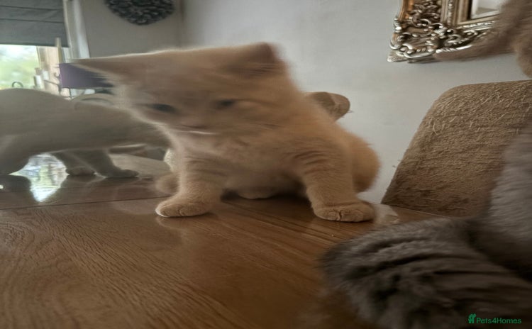 British Shorthair cats - Advert 8