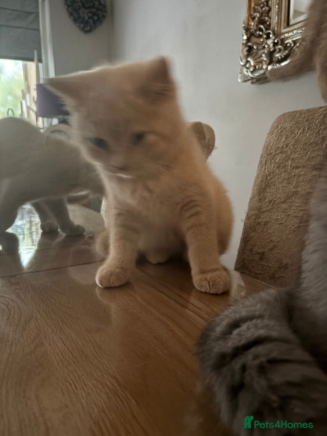 British Shorthair cats for sale: Stunning GCCF cream boy, 1  Blue, 1 tortie  - Image 1