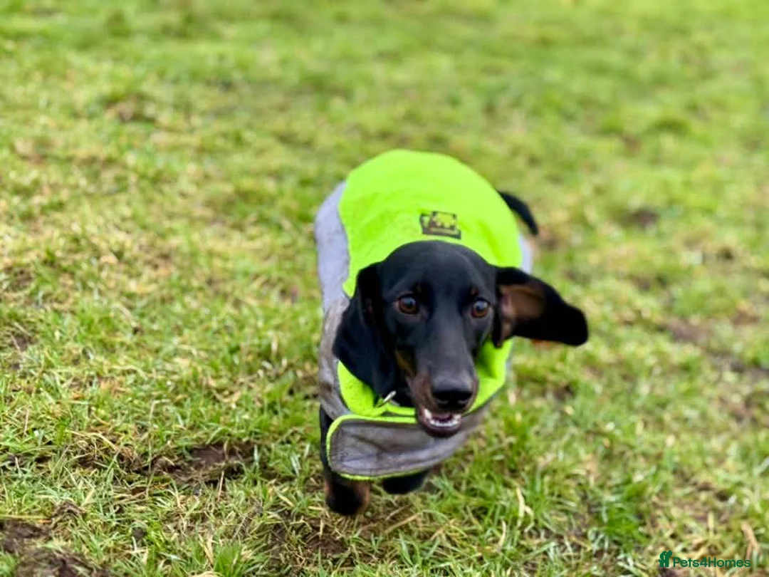 Miniature Dachshund dogs for sale: 2 female mini dushhound  - Advert 29