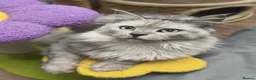 Maine Coon cats for sale: Stunning Black Smoke Shaded line Maine Coon Boy - Advert 3