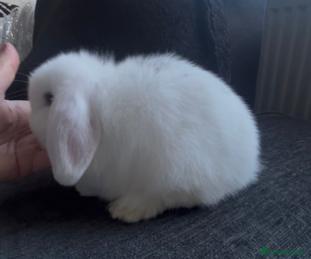 Mini Lop rabbits for sale: READY NOW Beautiful mini lop babies  - Advert 9