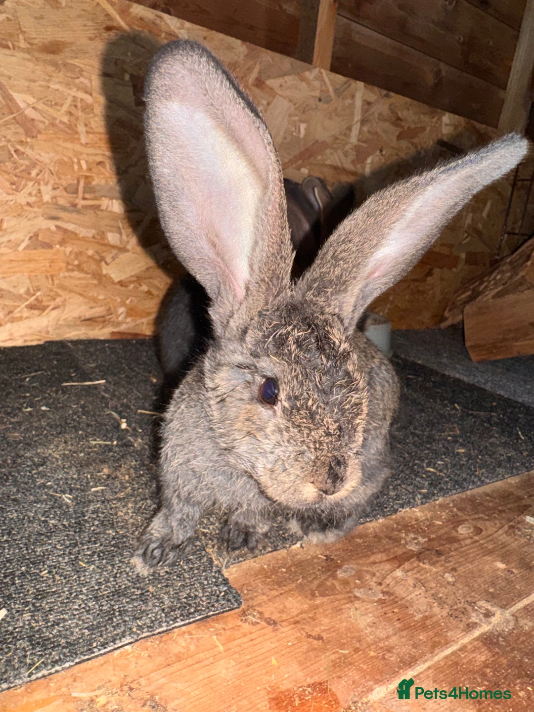Continental Giant rabbits for sale: Pure Bred Continental Giant Rabbits  - Image 34