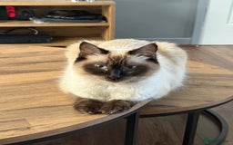 Ragdoll cats for sale: Ragdoll x English shorthair  - Image 4