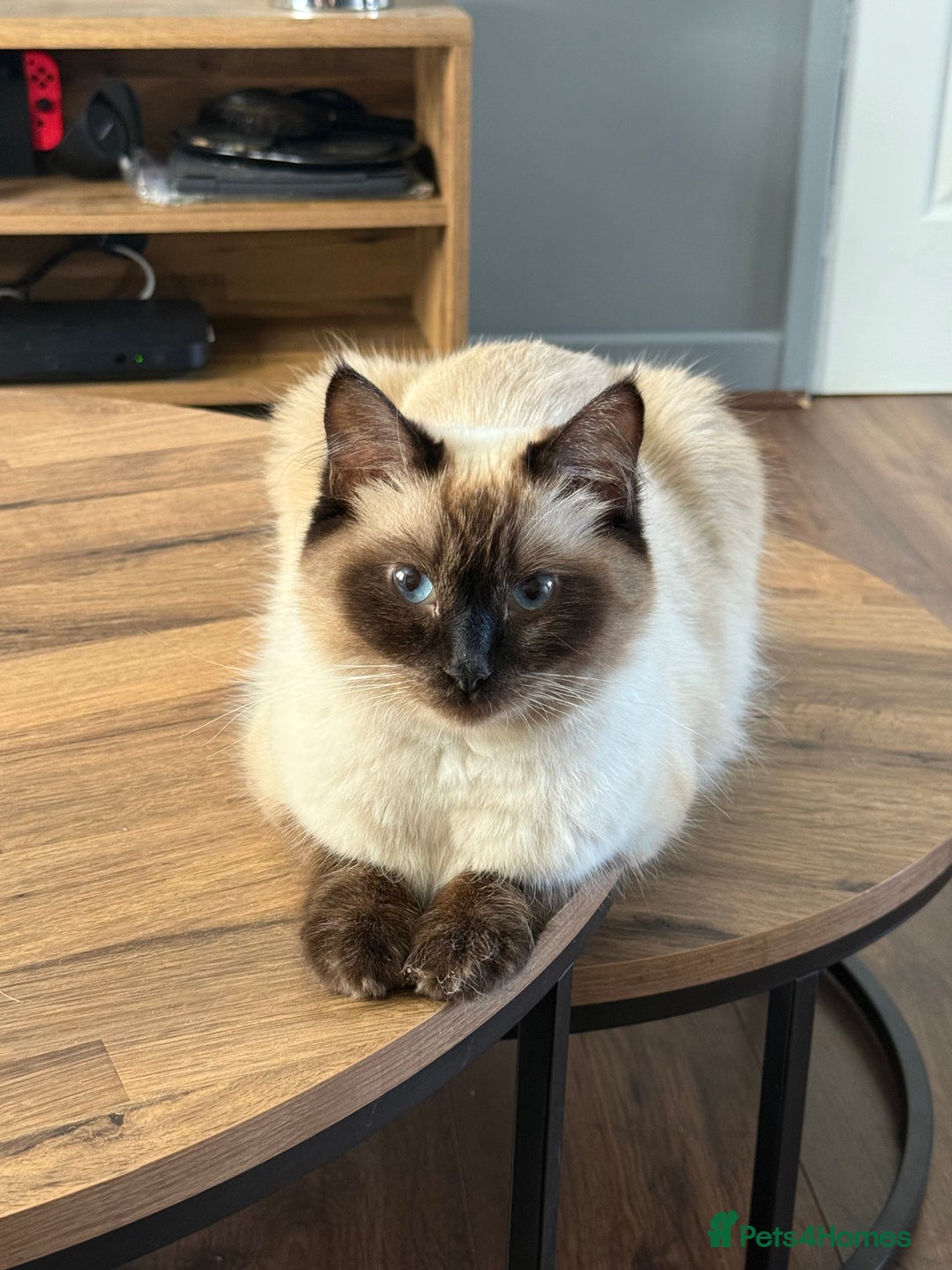 Ragdoll cats for sale: Ragdoll x English shorthair  - Image 4