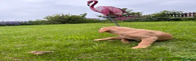 Labrador Retriever 2