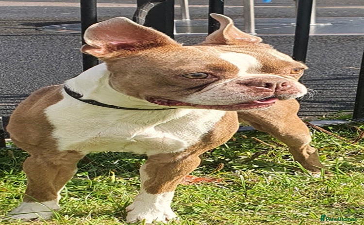 Boston Terrier dogs in Manchester - Advert 2