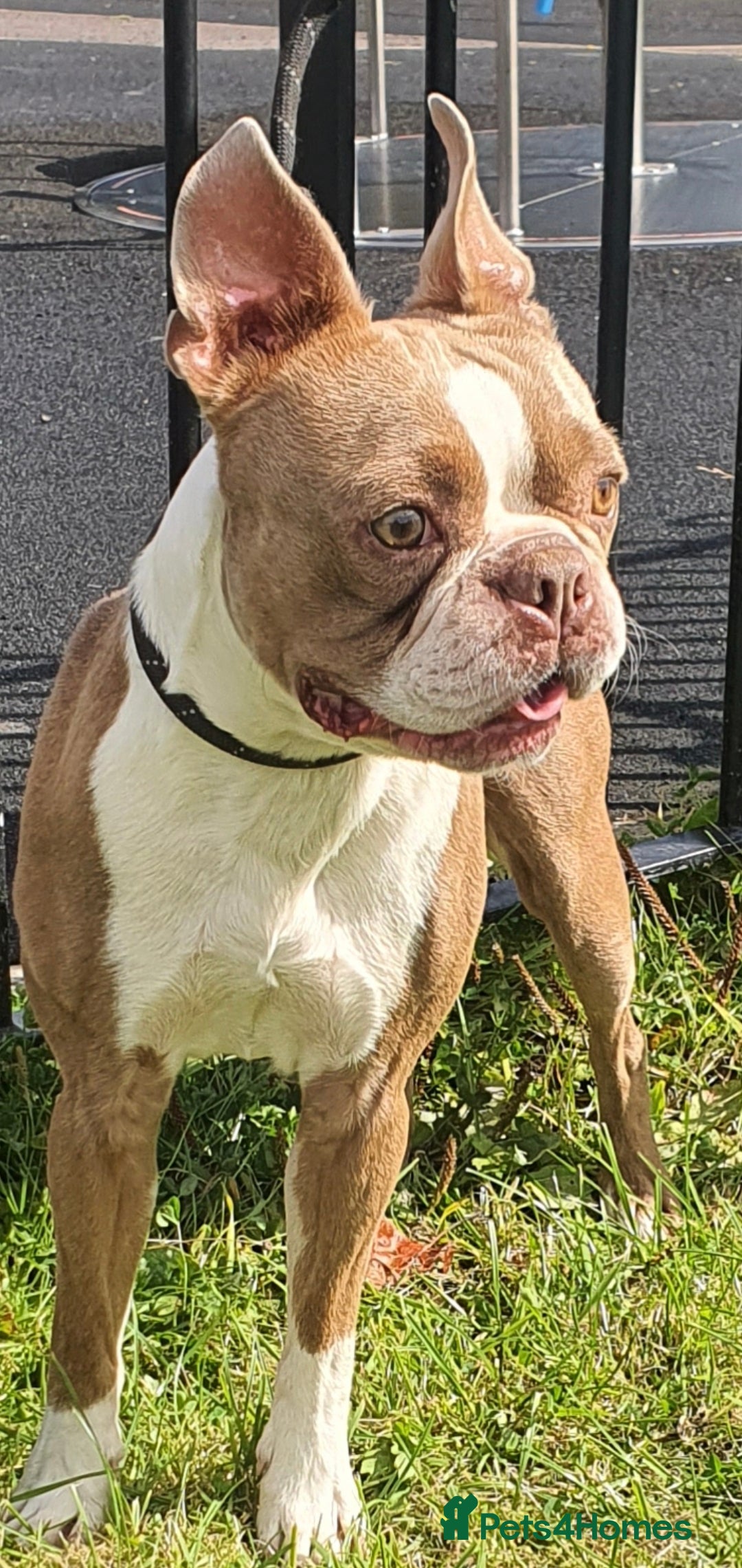 Boston Terrier dogs for stud: Beautiful boston for stud in Manchester - Image 1
