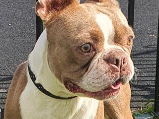 Boston Terrier dogs in Manchester - Advert 1