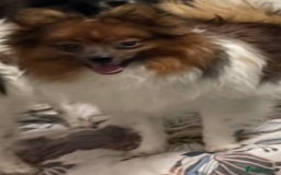 Pomeranian dogs for sale: ****7 Tri/parti Pom pups 3 girls left ** deposit - Image 2