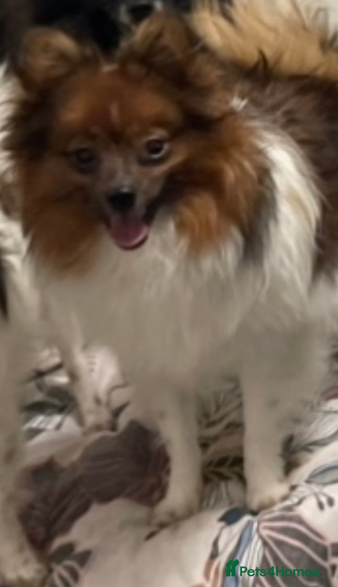 Pomeranian dogs for sale: ****7 Tri/parti Pom pups 3 girls left ** deposit - Image 2