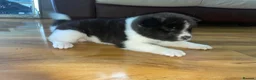 Akita dogs for sale: Stunning Akita (male) - Advert 10