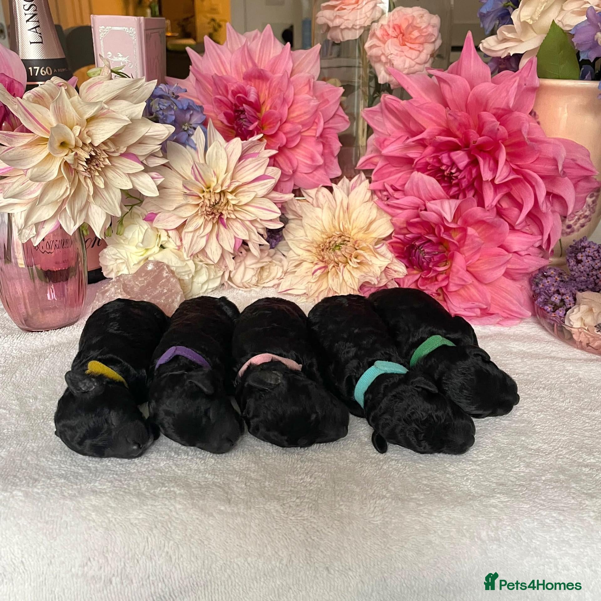 Miniature Poodle dogs ✨️The Romantasy Litter✨️ - Advert 1