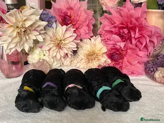 Miniature Poodle dogs ✨️The Romantasy Litter✨️ - Advert 3