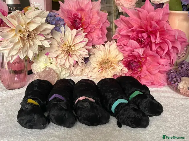 Miniature Poodle dogs ✨️The Romantasy Litter✨️ - Advert 6