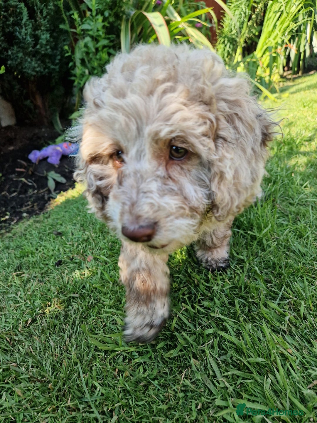 Cockapoo dogs for sale: Cockerpoo 1 boy (brown) and 1 girl (Merle)  - Image 5