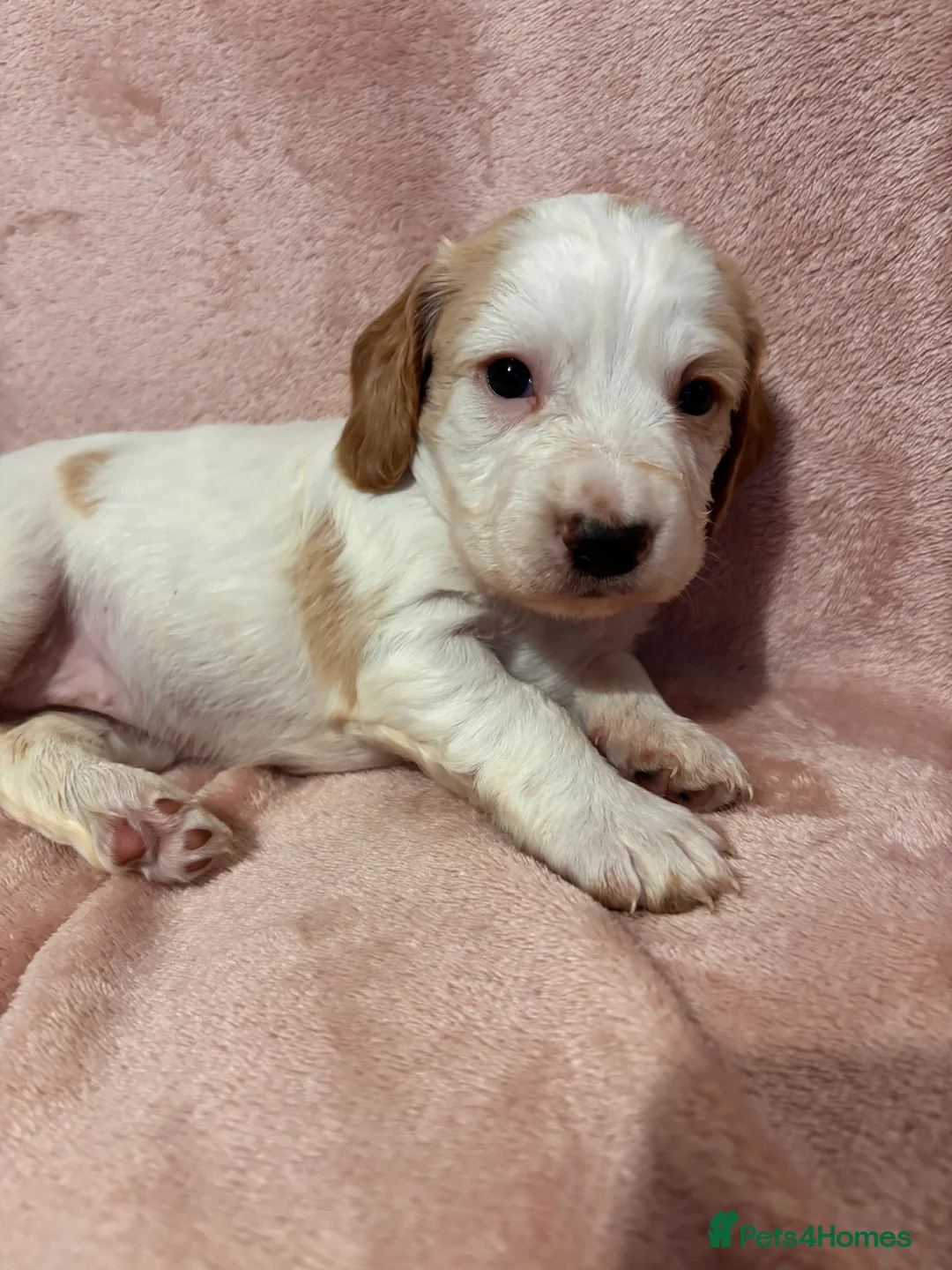 Cocker Spaniel dogs for sale: Beautiful working cocker spaniel puppy  - Advert 22