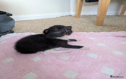 Mixed Breed cats for sale: Kittens  - Image 2