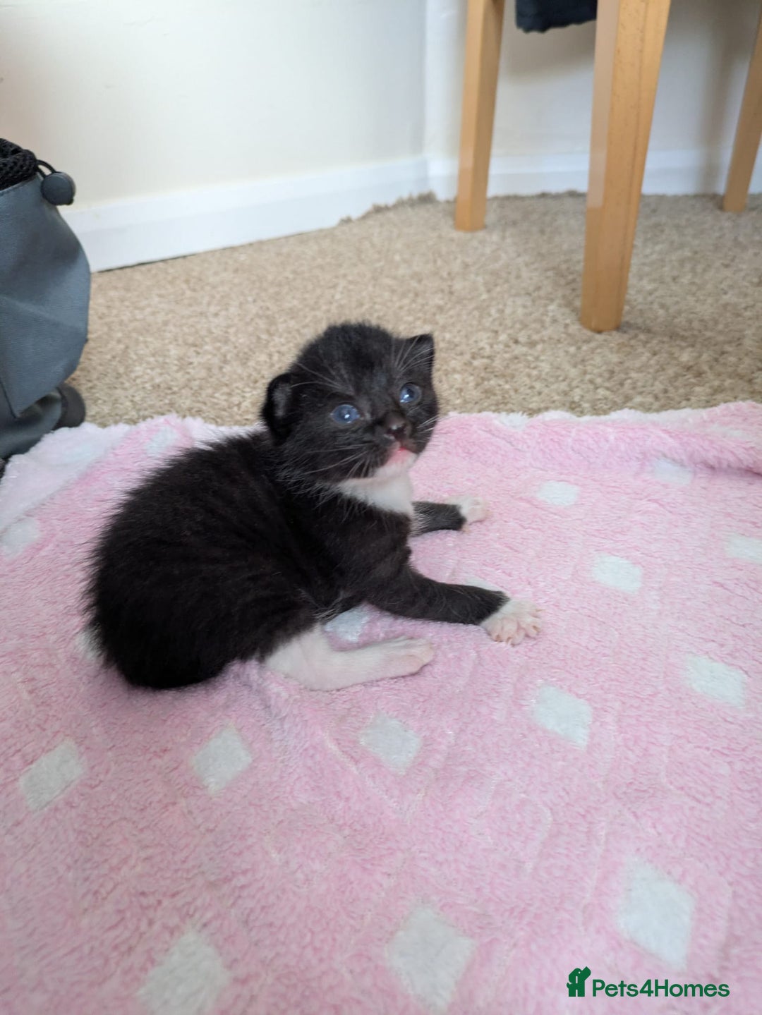 Mixed Breed cats for sale: Kittens  - Image 2