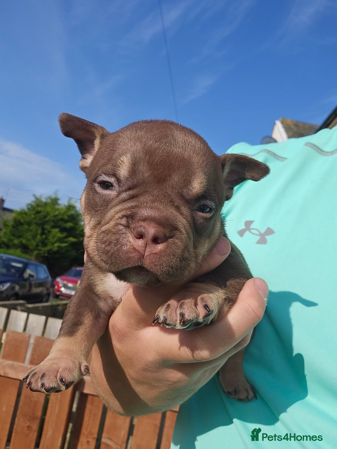 American Bully dogs for sale: Pocket Bully puppies - Image 4