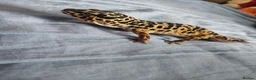 Leopard Gecko reptiles for sale: Leopard gecko for sale  in Doncaster - Advert 6