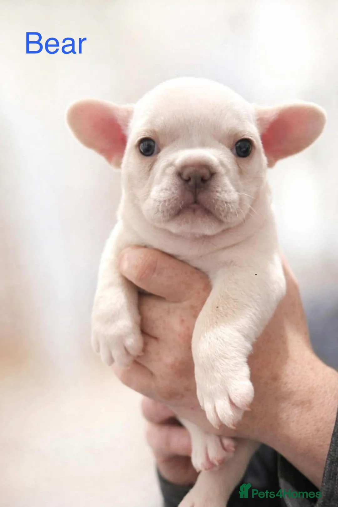 French Bulldog dogs for sale: French bulldog puppies - Advert 7