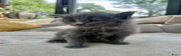 Maine Coon cats for sale: Extraordinary Chunky Maine Coon Boys- Rare Quality - Advert 10