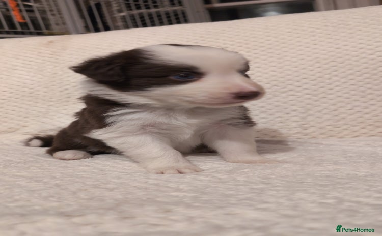 Border Collie dogs Traditional border collie puppies - Advert 2