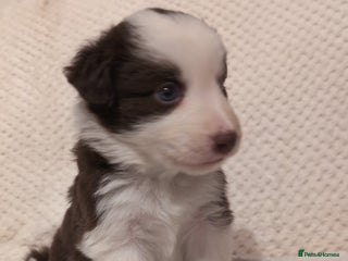 Border Collie dogs Traditional border collie puppies - Advert 7