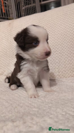 Border Collie dogs Traditional border collie puppies - Advert 2