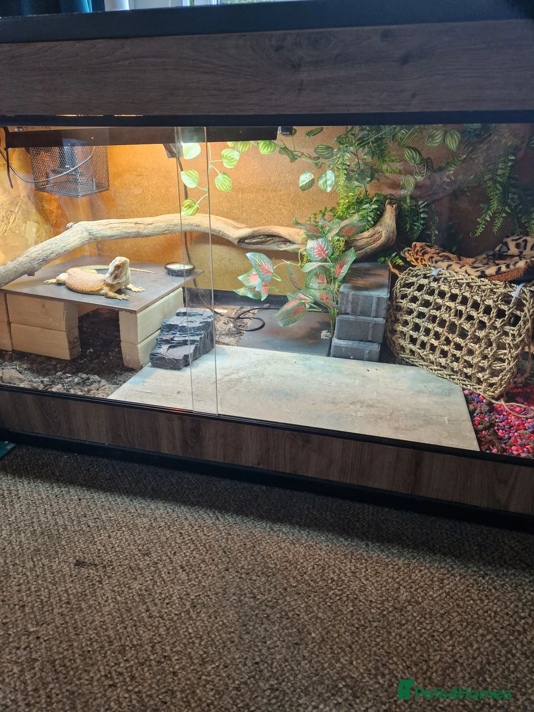 Bearded Dragon reptiles for sale: Bearded dragon - Advert 1