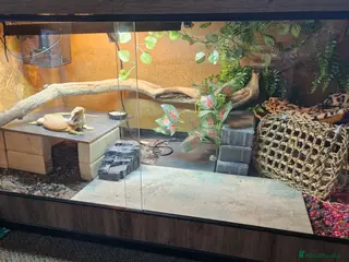 Bearded Dragon reptiles Bearded dragon - Advert 1