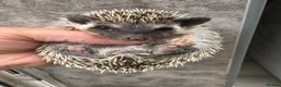 Pygmy Hedgehog rodents for sale: 8wk old APH babies various masks/ colours  - Advert 25