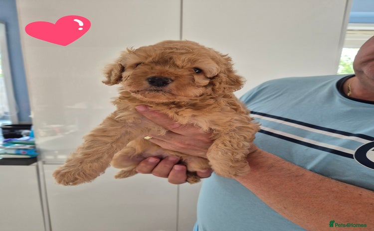 Cockapoo dogs - Advert 2