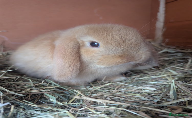 Mini Lop rabbits - Advert 1