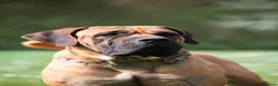 Boerboel dogs for sale: Stunning litter arrived- waitlist open - Advert 12