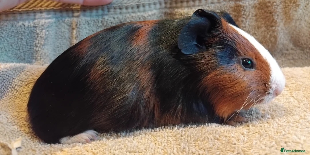 Guinea Pig rodents for sale: Tort and Whites, Self Chocolate Boar and Sow  - Advert 5