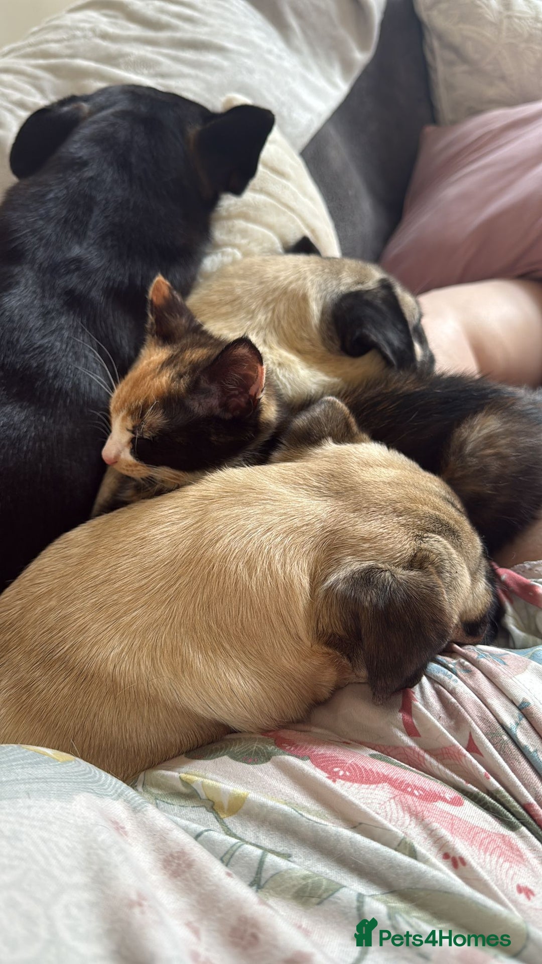 Domestic Shorthair cats for sale: Calico/tabby 5 month old kitten - Image 2