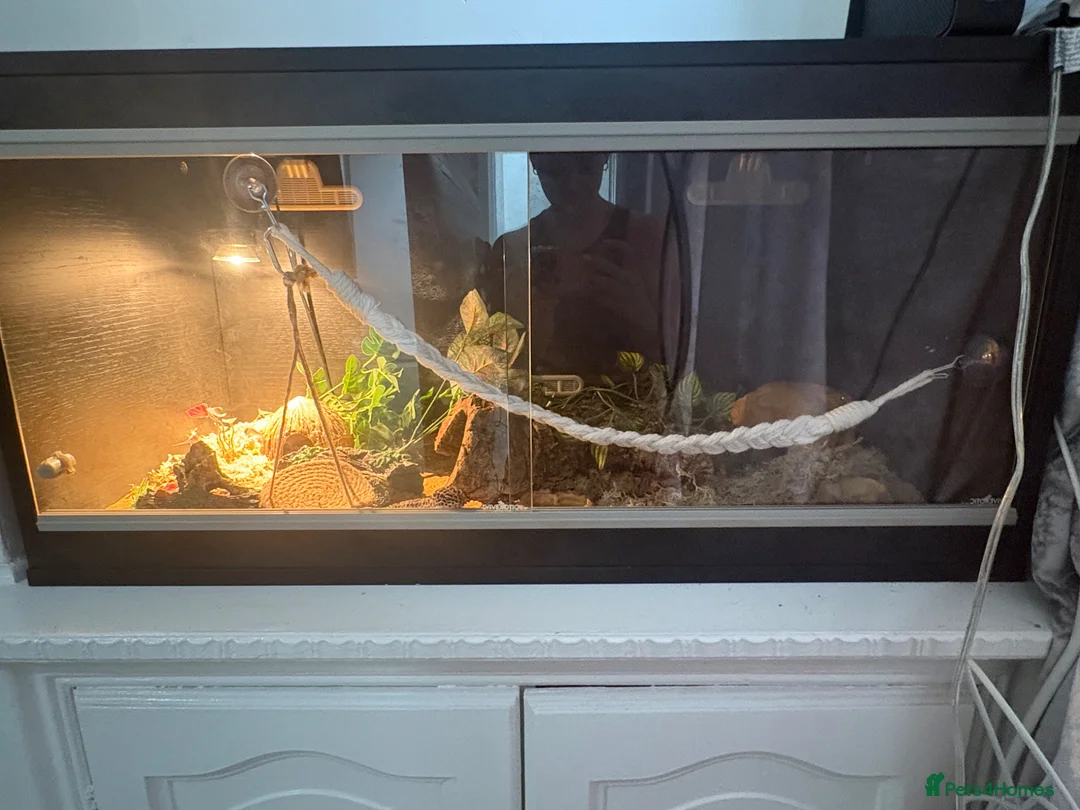 Leopard Gecko reptiles for sale: Male leopard gecko - Advert 5