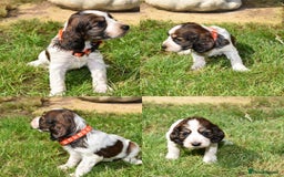 Cocker Spaniel dogs for sale: Kc Reg Cocker Spaniel Puppies Available - Image 2